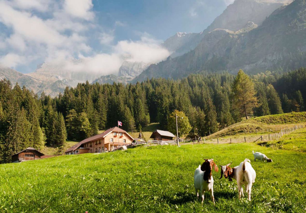 Alpwirtschaft Unterlauelen